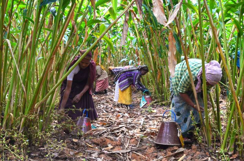Workers processing coir fibre at the factory